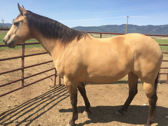 Freckles N Me Whiskey Beautiful Buckskin mare raised by Keith Valley